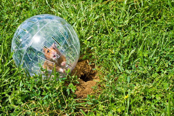 hamster bal - Foto, afbeelding
