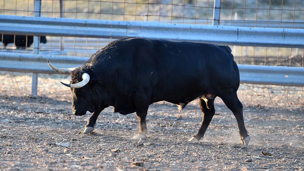 un fuerte toro sobre el ganado español farrm en España
 - Foto, imagen