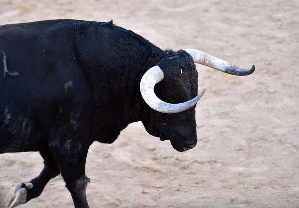 un fuerte toro sobre el ganado español farrm en España
 - Foto, imagen