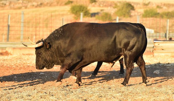 um forte touros no gado espanhol farrm na espanha
 - Foto, Imagem