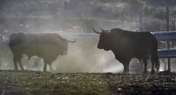 silne Byki na hiszpańskim farrm bydła na hiszpańskiej - Zdjęcie, obraz