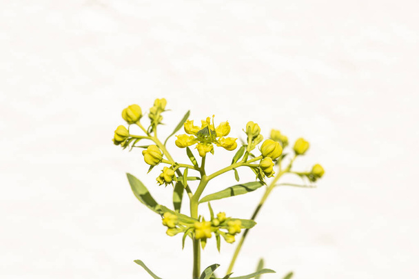 flower of Rue plant, aromatic plants - Photo, Image