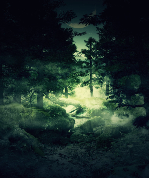 floresta crepúsculo
 - Foto, Imagem