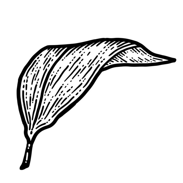 Lilyin list, izolovaná rostlina. Sketch scratch board imitace. - Fotografie, Obrázek