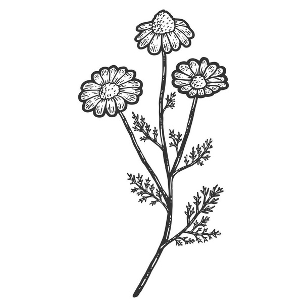 Plant blooming camomile isolated. Sketch scratch board imitation. - Foto, Imagen