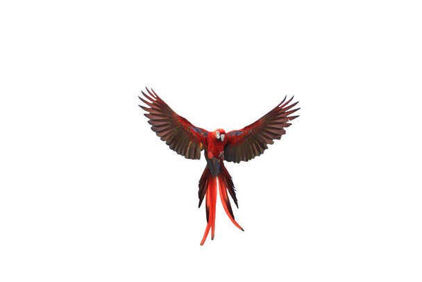 Un perroquet aras déploie magnifiquement ses ailes
. - Photo, image