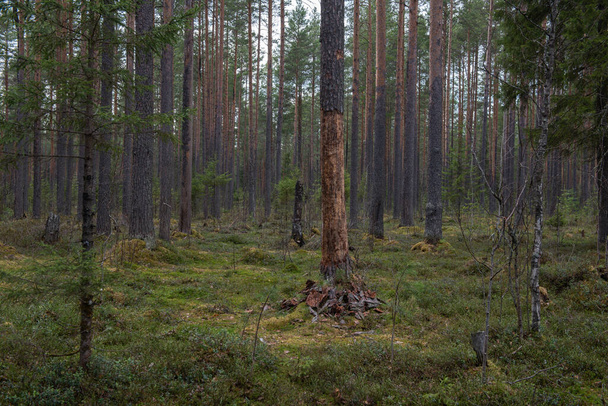 Le tronc d'un pin à écorce dénudée dans la forêt
. - Photo, image