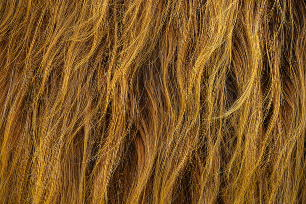 Tekstura tła dzikich czerwonych włosów szkockiej góralskiej krowy - Zdjęcie, obraz
