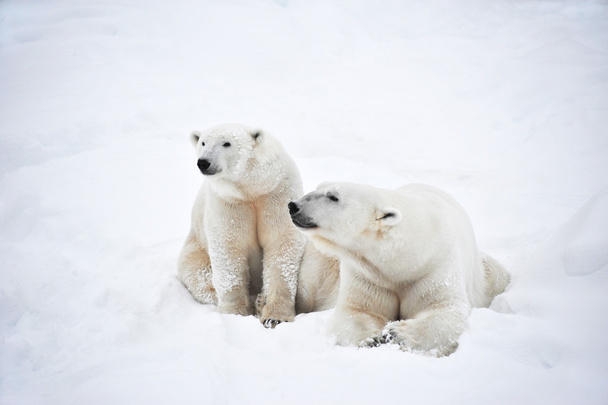 Пара белых медведей
 - Фото, изображение