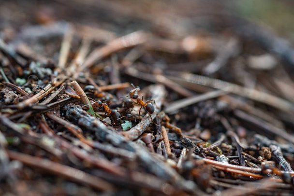 Οι εργάτες του δάσους μυρμήγκια στην καθημερινή ζωή. - Φωτογραφία, εικόνα