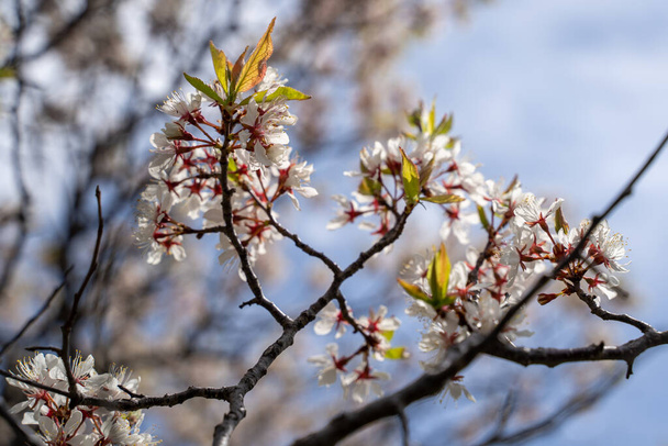Armenian Plum flowers in bloom. Also known as a Siberian apricot or tibetian apricot - Photo, Image