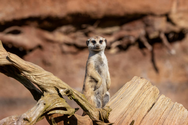 Meerkat - Suricata suricatta - meerkat sitting erect and fallen tree trunk and watching what is happening. - Foto, Imagen