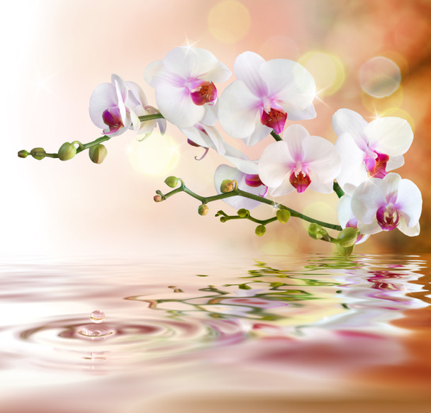 witte orchideeën op water met drop - Foto, afbeelding