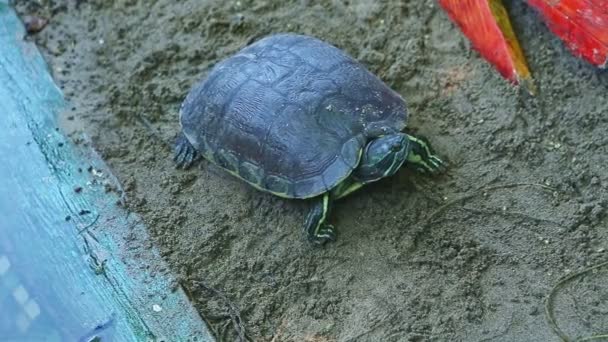 closeup panorama on single water turtle resting on gray sand near green pond - Footage, Video