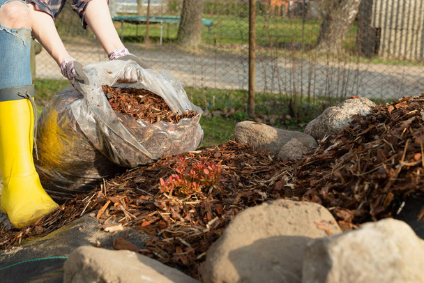 Nő kertész mulching fazekas thuja fa fenyő kéreg talajt. Városi kertészet - Fotó, kép