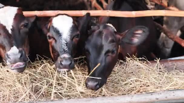 Close up Cow eating straw in a rural farmer's farm. Animal husbandry raising animals for agriculture. farm milk cow - Footage, Video