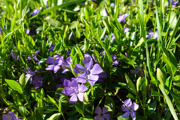 森の中で育つビンカの花。緑光沢のある葉と青い花を持つペリウィンクル(Vincaマイナー、より少ないペリウィンクル、小さな一般的なペリウィンクル)春の植物。若い春の花。閉めてぼやけて - 写真・画像