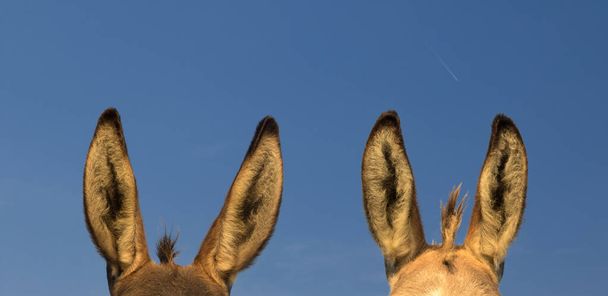 Dos pares de orejas de burro y el cielo azul
 - Foto, imagen