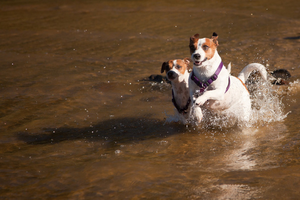 speelse jack russell Terriër honden spelen in het water - Foto, afbeelding