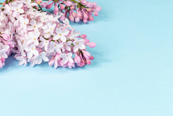 Mavi arka planda çiçek açan leylak dalları - Fotoğraf, Görsel
