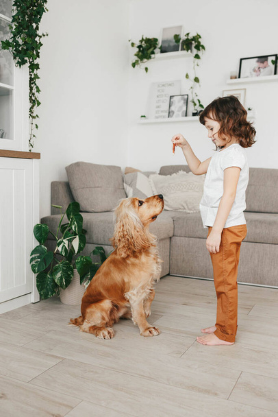Menina segurando comida lanche cão e treinando seu cão para se sentar em casa
 - Foto, Imagem
