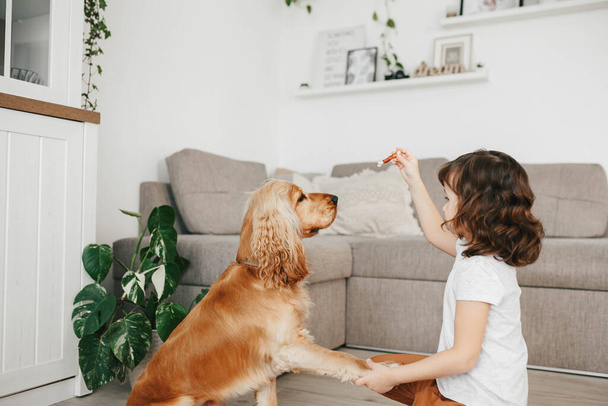 Mała dziewczynka trzyma jedzenie dla psów i trenuje psa w domu. Jak nauczyć psa, aby dać łapę - Zdjęcie, obraz