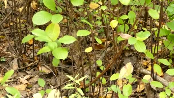 Female ruby-crowned kinglet in ground level shrubs - 映像、動画