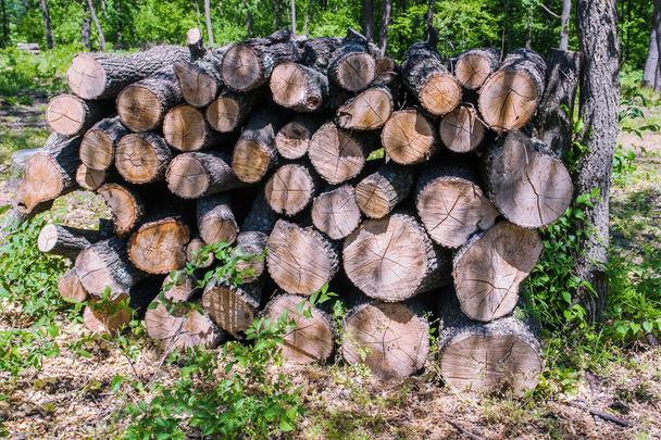 firewood6 - Fotoğraf, Görsel