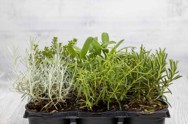 смесь трав в горшке - розмарин, тимьян, шалфей, итальянский смайл и майоран - Фото, изображение