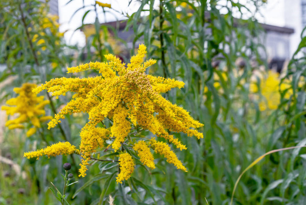 Yellow Canadian Goldenrod or Lat. Solidago canadensis. - Photo, Image