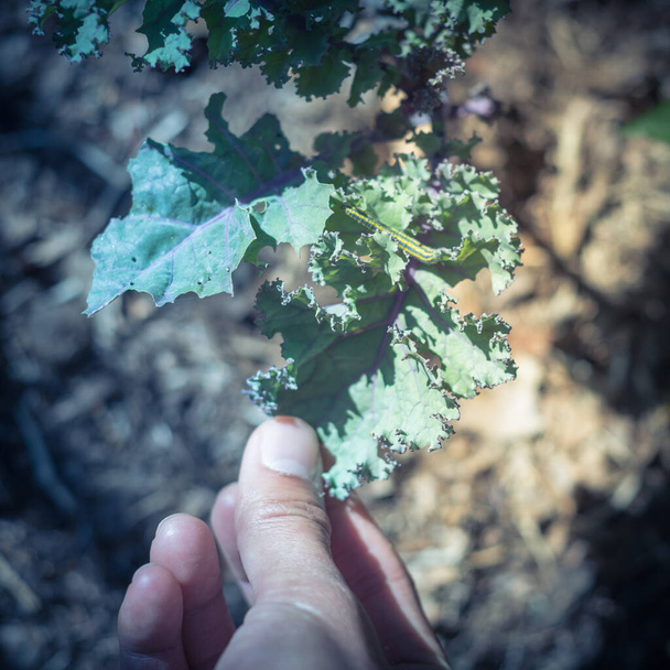 Raccolta a mano bruchi gialli e verdi attacco sul homegrown curled cavolo scarlatto controllo dei parassiti organici
 - Foto, immagini