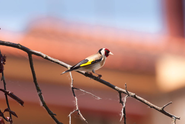 beautiful goldfinch resting on a tree branch in the garden of a country house. The beauty of nature. Free animals - Photo, Image