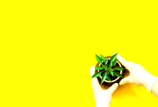 Женщины в хирургических перчатках держат цветочный горшок с зеленым растением на желтом фоне. Всемирный день окружающей среды. Крупный план, копировальное пространство
 - Фото, изображение