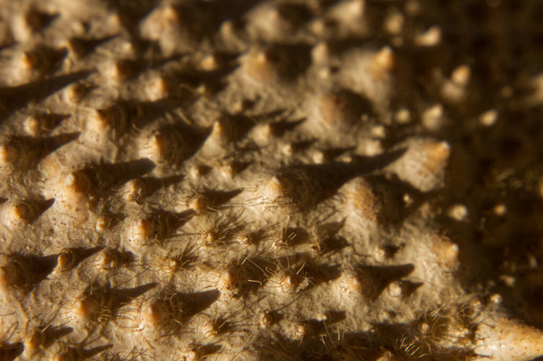 macro photographie de l'armure d'un crabe, ou une forêt sur un extraterrestre
 - Photo, image