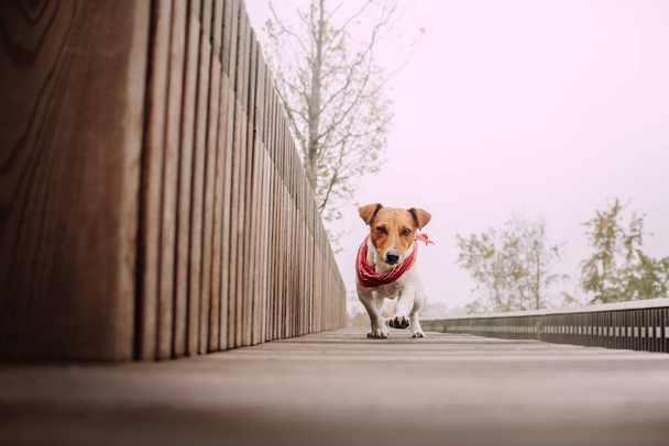 jack russell terrier dog in a bandana walking outdoors - Фото, изображение
