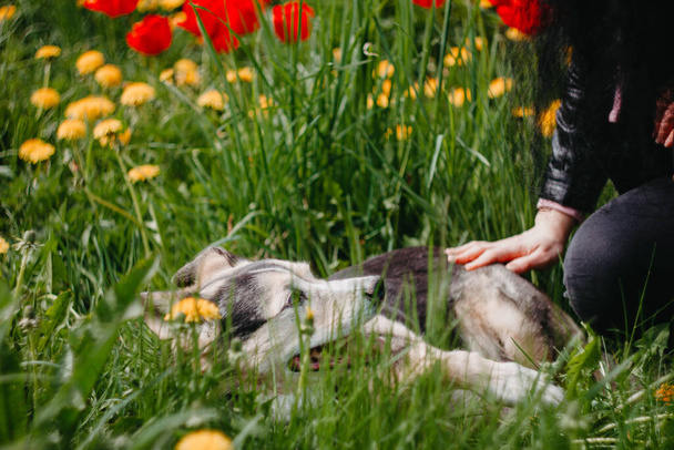 счастливая собака в цветах на прогулке, летний питомец на природе
. - Фото, изображение
