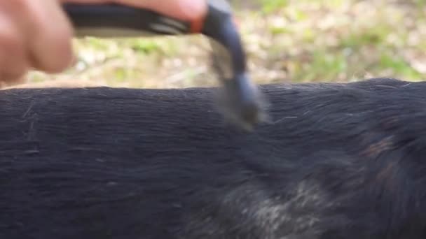 Huisdierverzorging. Hondenhaar kammen. Meisje kamt haar beagle uit op het gazon op een zonnige dag. Langzame beweging. - Video