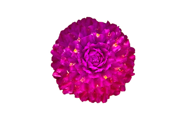 Пурпурный амарант
 - Фото, изображение