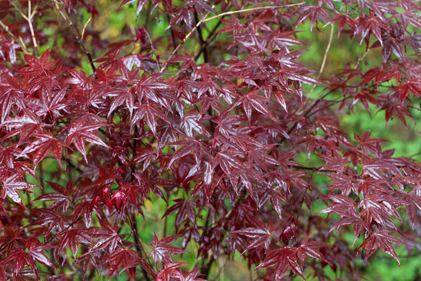 Folhas vermelhas de uma árvore de bordo japonesa, Acer palmatum
.  - Foto, Imagem