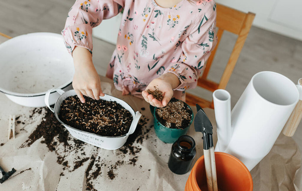 Little toddler girl hands putting seeds into soil planting dill herbs in the kitchen at home. Gardening at home - Foto, Imagem