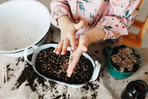 Pequena menina mãos colocando sementes no solo plantando ervas endro na cozinha em casa. Jardinagem em casa
 - Foto, Imagem