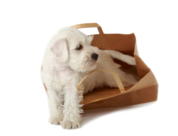 Cucciolo in una borsa della spesa
 - Foto, immagini