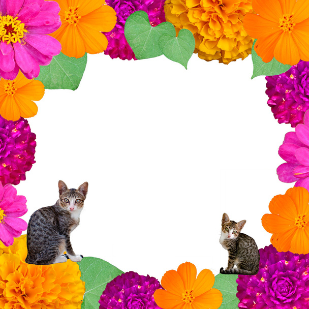 barevný květ a kočky rám - Fotografie, Obrázek