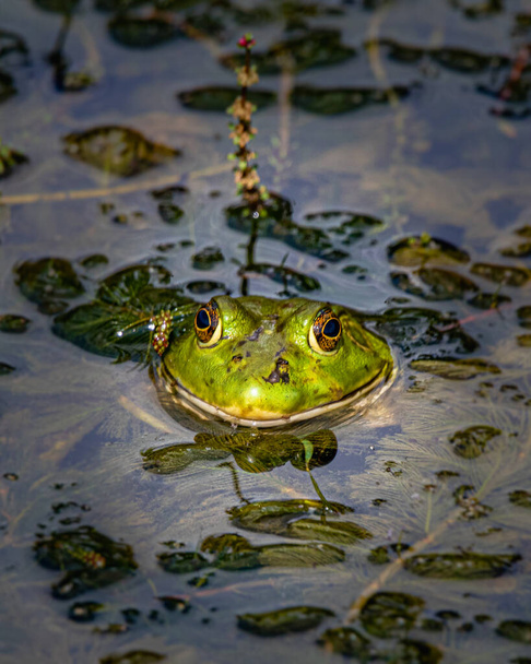 Снимок головы лягушки-быка, охлаждающейся в пруду с водяными растениями
 - Фото, изображение