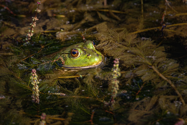 Портрет американской лягушки-быка, охлаждающейся в пруду с водяными растениями
 - Фото, изображение