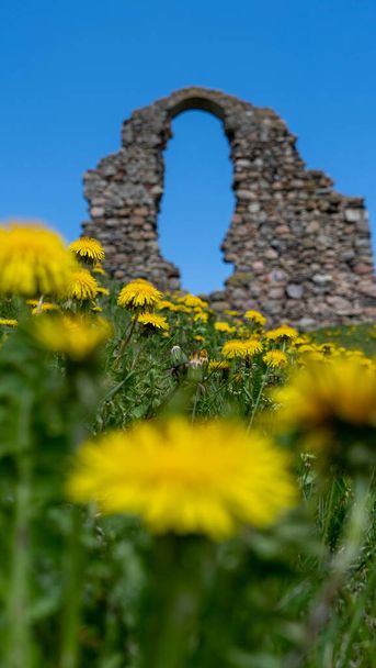 Stare kamienne ruiny starożytnego zamku w Rezekne na Łotwie. Ruiny zamku Rezekne Hill z dramatycznym niebem i dmuchawcami w tle - Zdjęcie, obraz