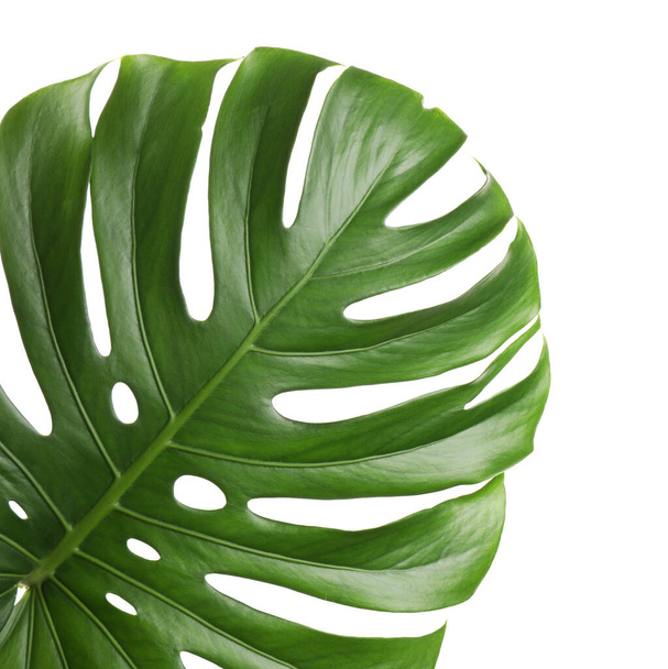Folha tropical verde fresca isolada sobre branco
 - Foto, Imagem