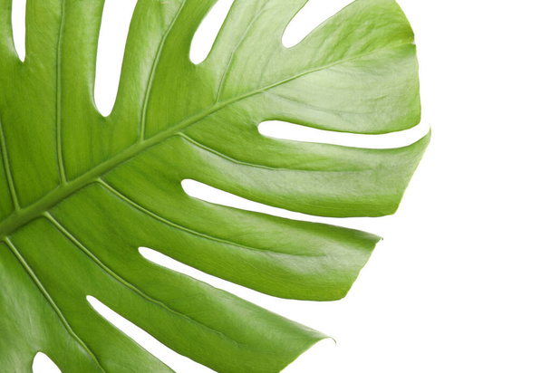 Fresh green tropical leaf isolated on white, closeup - Foto, immagini