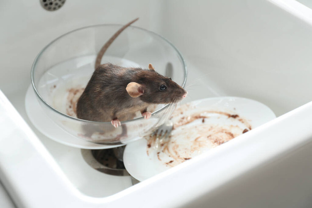 Rat and dirty dishes in kitchen sink. Pest control - Φωτογραφία, εικόνα