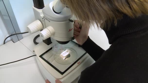 顕微鏡を通して何かを調べている科学者の肩の上に. - 映像、動画